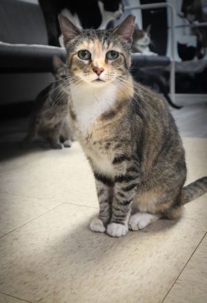 Rose, Adult Female Domestic Short Hair