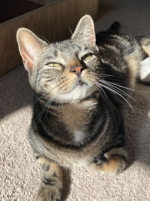 Pixie Trix