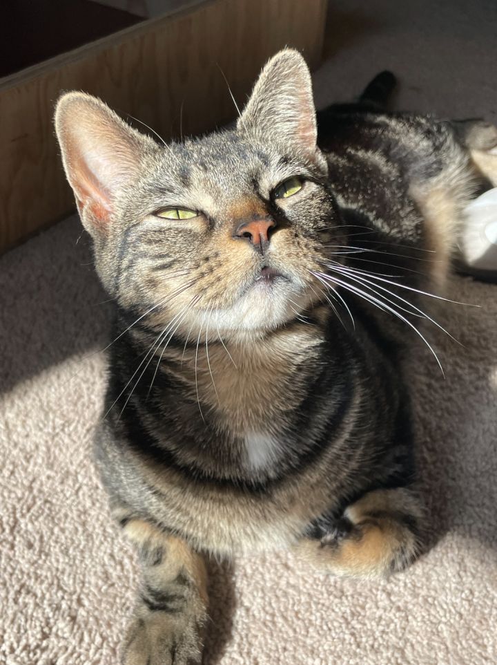 Pixie Trix 1
