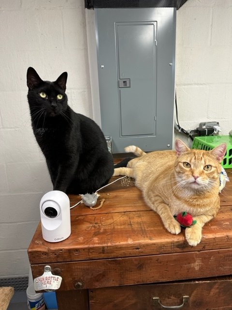 Murdoch (& Stewart) 2