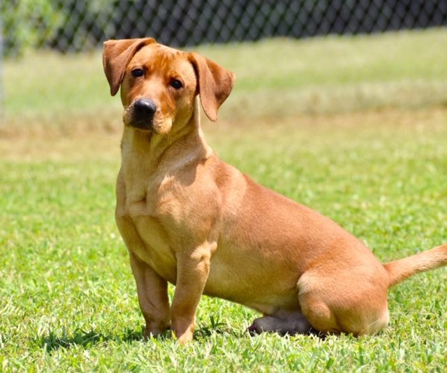 Red 2024 hound mix