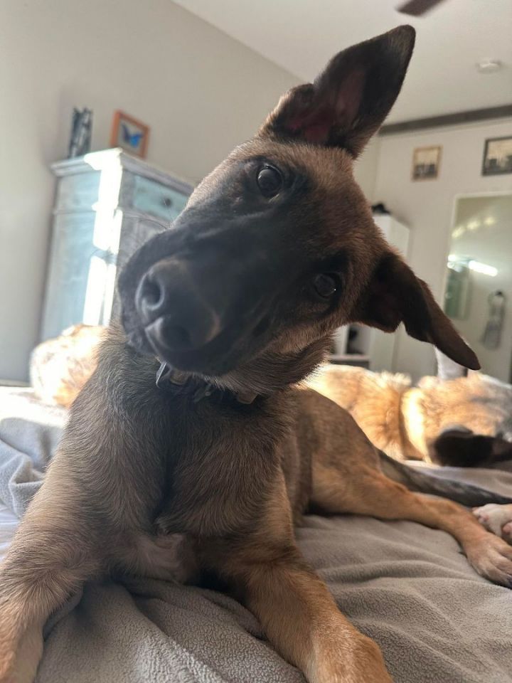 Belgian malinois best sale baby puppy