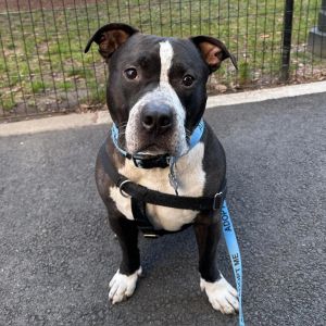 Keeno, Senior Male Pit Bull Terrier