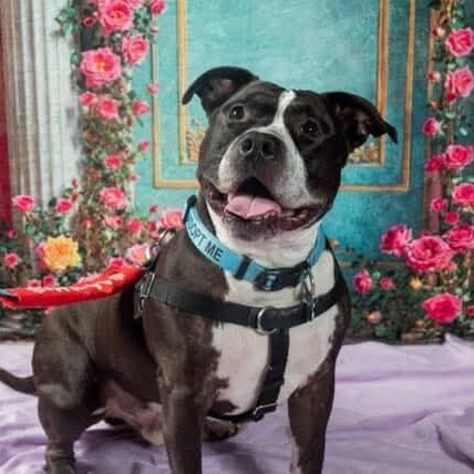 Keeno, an adoptable Pit Bull Terrier in Flintstone, MD, 21530 | Photo Image 1