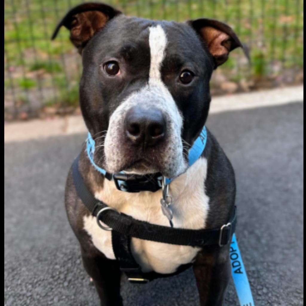 Keeno, an adoptable Pit Bull Terrier in Flintstone, MD, 21530 | Photo Image 2