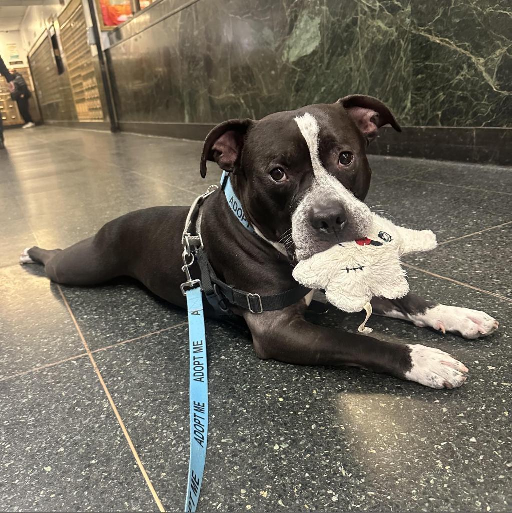 Keeno, an adoptable Pit Bull Terrier in Flintstone, MD, 21530 | Photo Image 4
