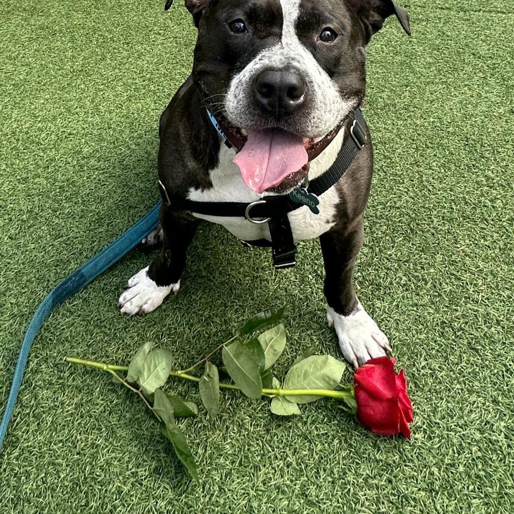 Keeno, an adoptable Pit Bull Terrier in Flintstone, MD, 21530 | Photo Image 6