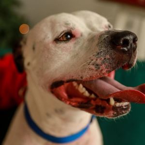 Dog for adoption - Tucker, a Mixed Breed in Miamitown, OH