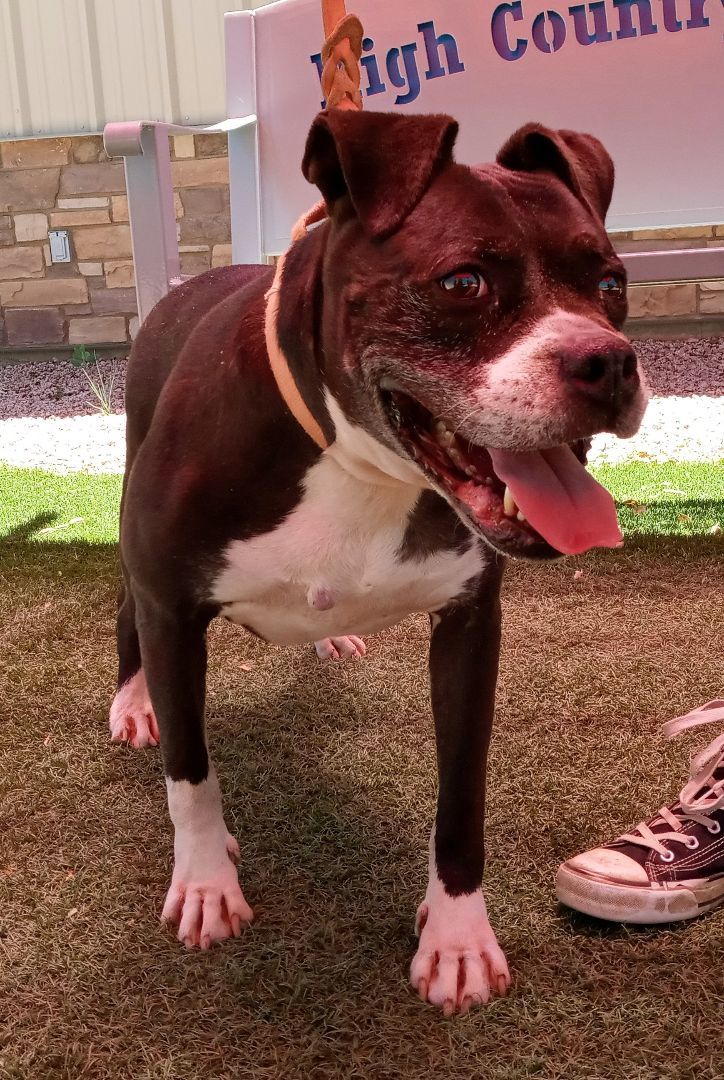 Coco Puff, an adoptable Boxer in Payson, AZ, 85541 | Photo Image 3