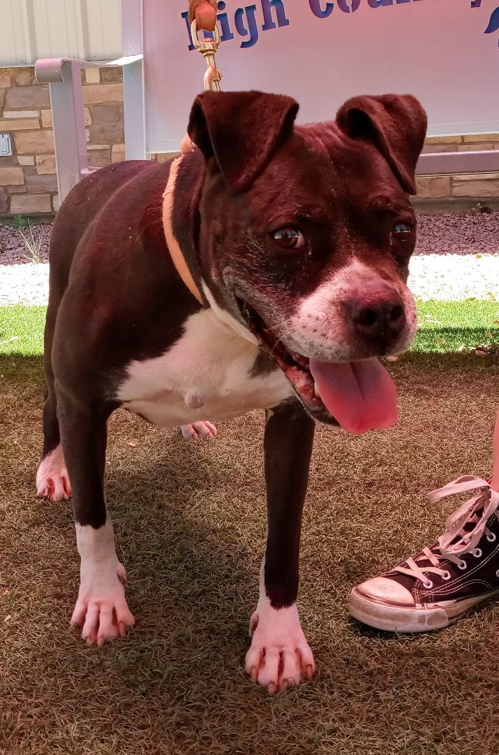 Coco Puff, an adoptable Boxer in Payson, AZ, 85541 | Photo Image 4