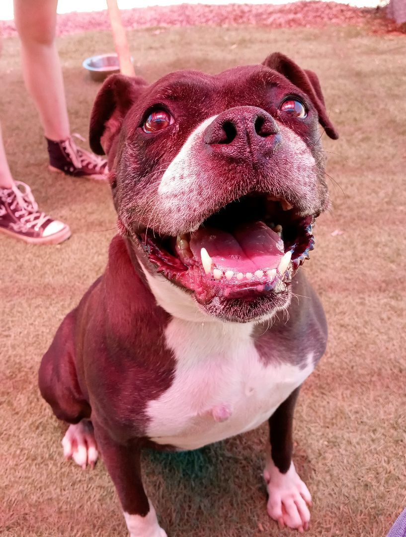 Coco Puff, an adoptable Boxer in Payson, AZ, 85541 | Photo Image 5
