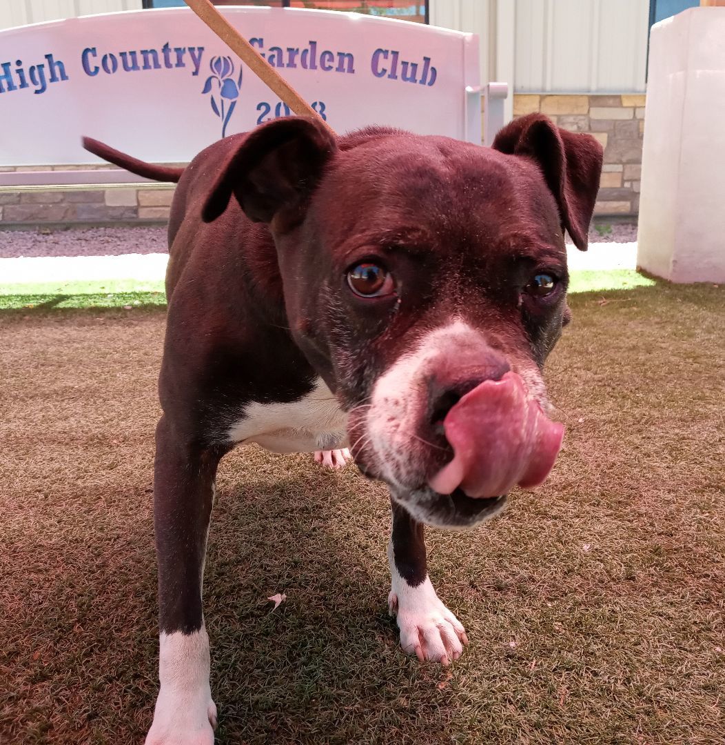 Coco Puff, an adoptable Boxer in Payson, AZ, 85541 | Photo Image 6