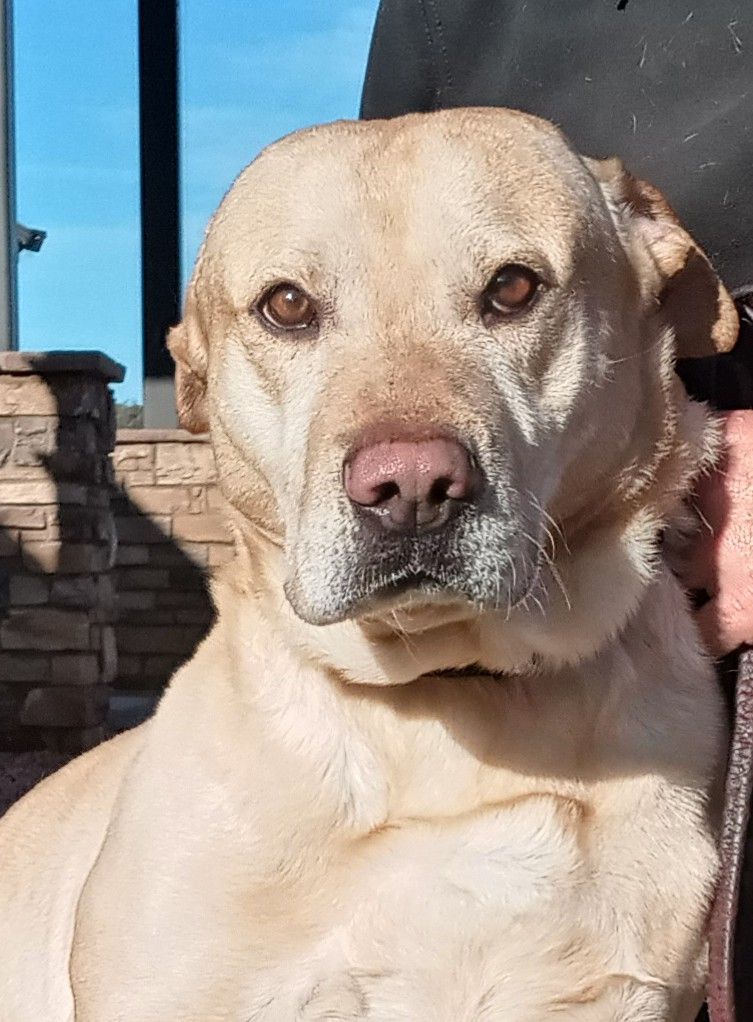 Bosco, an adoptable Yellow Labrador Retriever in Payson, AZ, 85541 | Photo Image 2