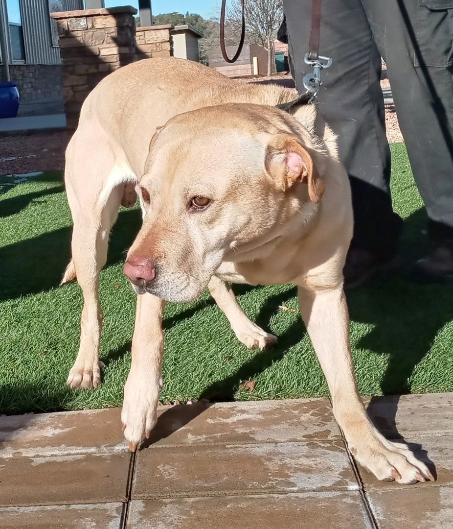 Bosco, an adoptable Yellow Labrador Retriever in Payson, AZ, 85541 | Photo Image 3