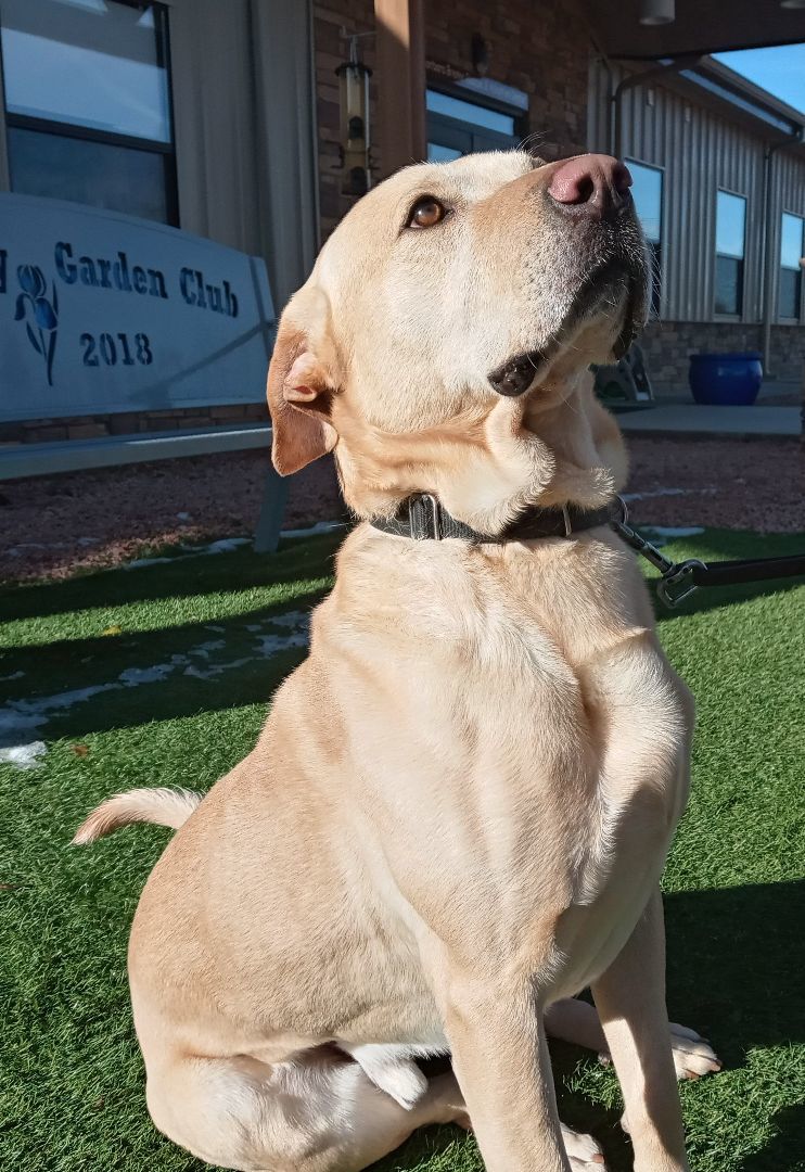 Bosco, an adoptable Yellow Labrador Retriever in Payson, AZ, 85541 | Photo Image 4