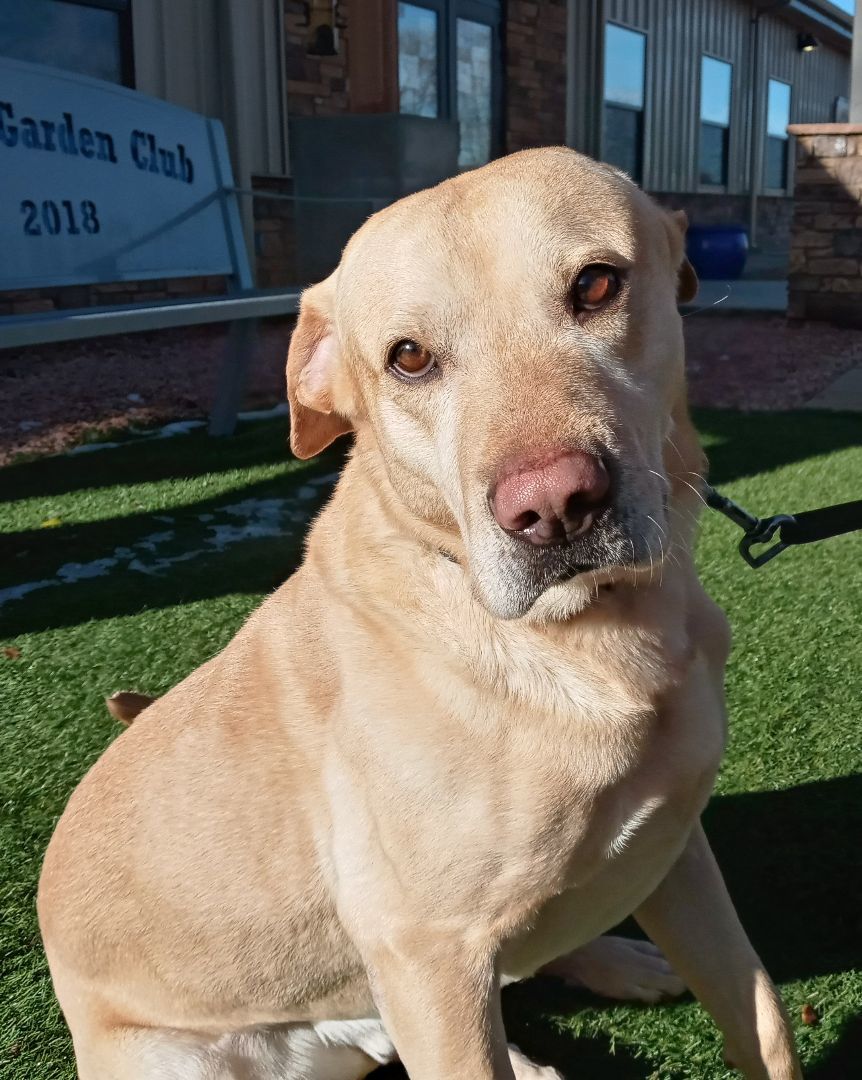 Bosco, an adoptable Yellow Labrador Retriever in Payson, AZ, 85541 | Photo Image 1
