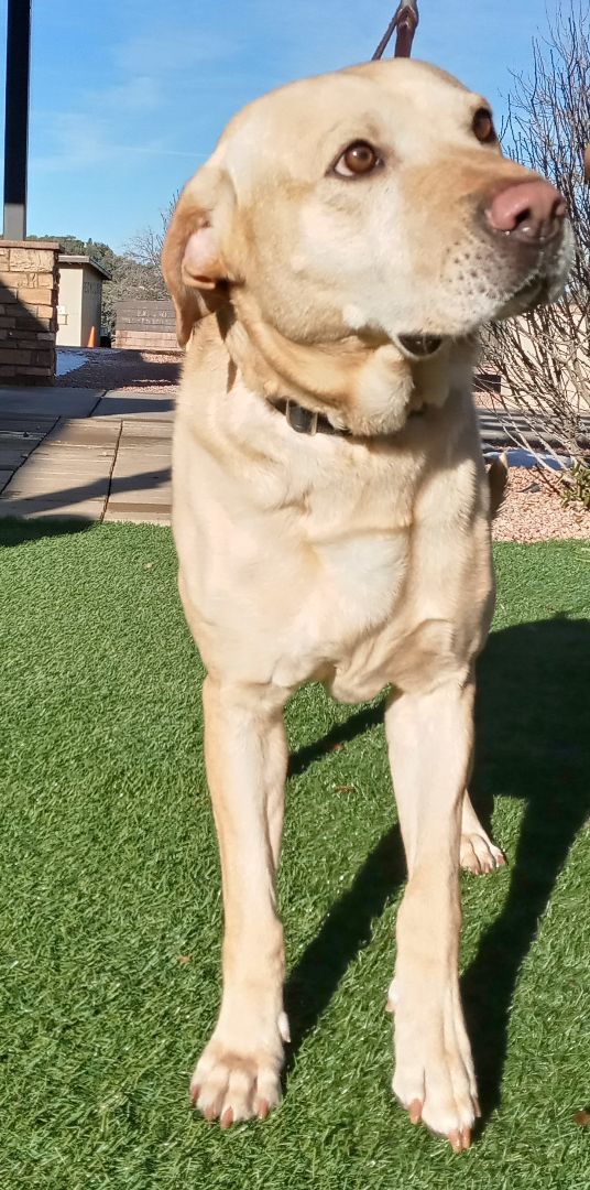 Bosco, an adoptable Yellow Labrador Retriever in Payson, AZ, 85541 | Photo Image 5