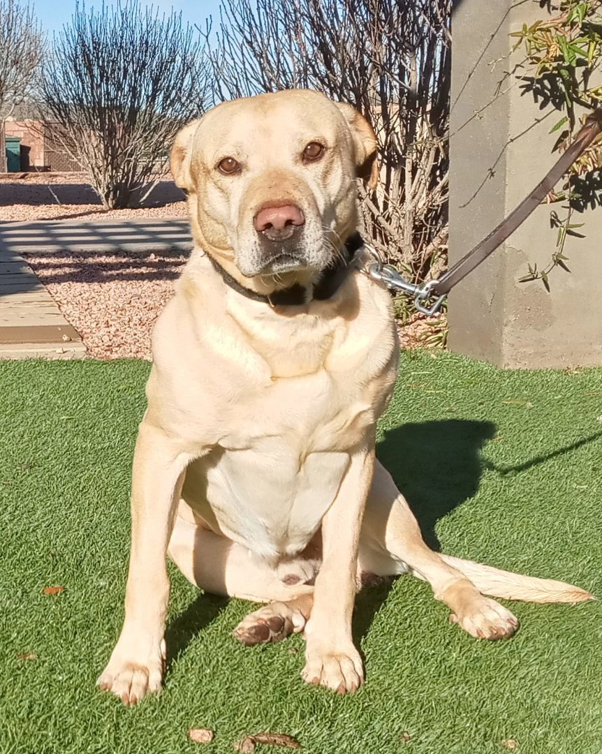Bosco, an adoptable Yellow Labrador Retriever in Payson, AZ, 85541 | Photo Image 6