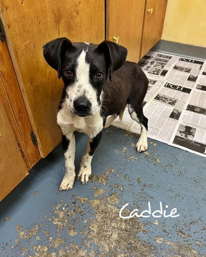 Caddie