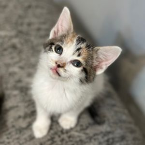 Cats For Adoption Near Connecticut, Ct | Petfinder