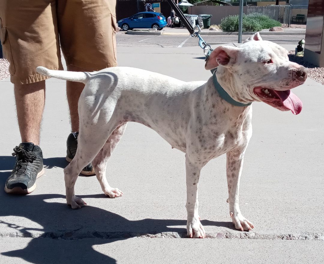 Stella, an adoptable American Bulldog in Payson, AZ, 85541 | Photo Image 2