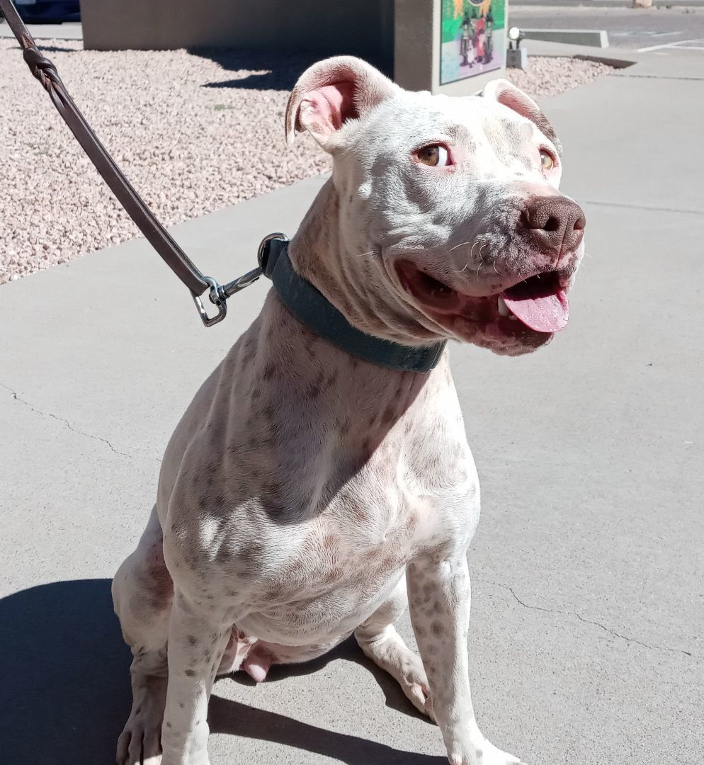 Stella, an adoptable American Bulldog in Payson, AZ, 85541 | Photo Image 3