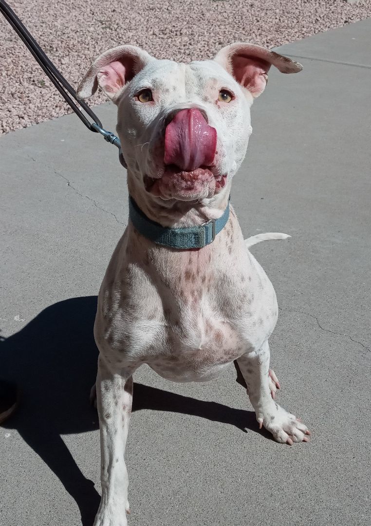 Stella, an adoptable American Bulldog in Payson, AZ, 85541 | Photo Image 4