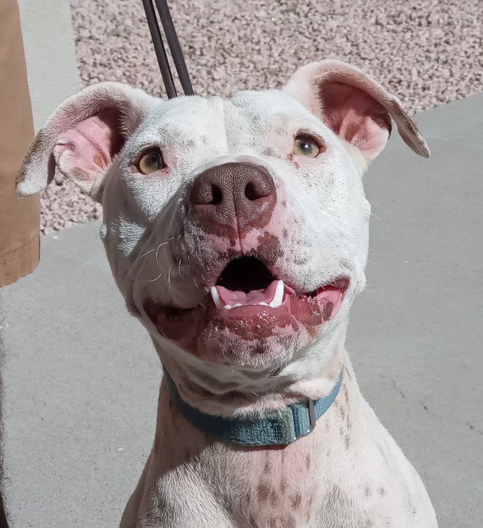 Stella, an adoptable American Bulldog in Payson, AZ, 85541 | Photo Image 5