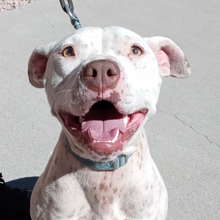 Stella, an adoptable American Bulldog in Payson, AZ, 85541 | Photo Image 1