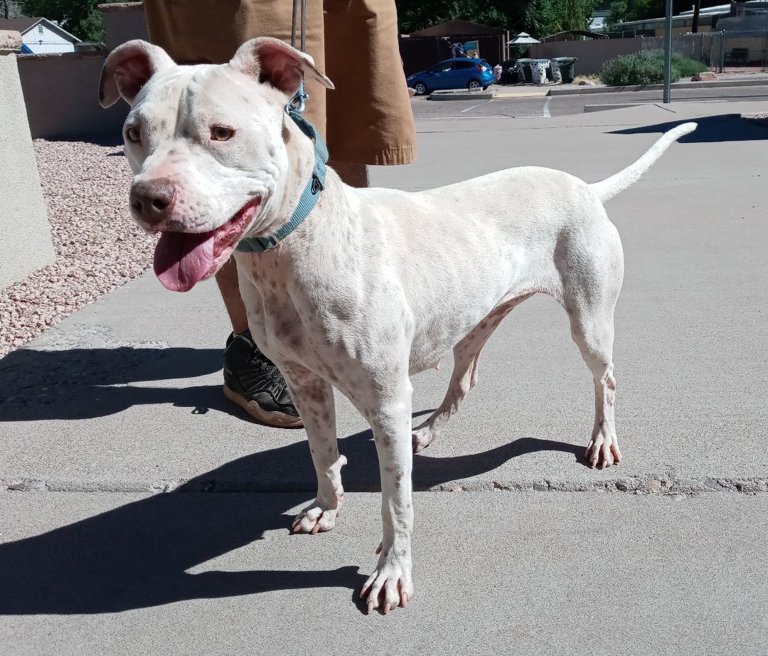 Stella, an adoptable American Bulldog in Payson, AZ, 85541 | Photo Image 6