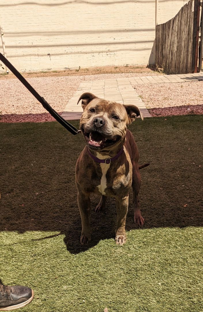 Titus, an adoptable Pit Bull Terrier in Payson, AZ, 85541 | Photo Image 2