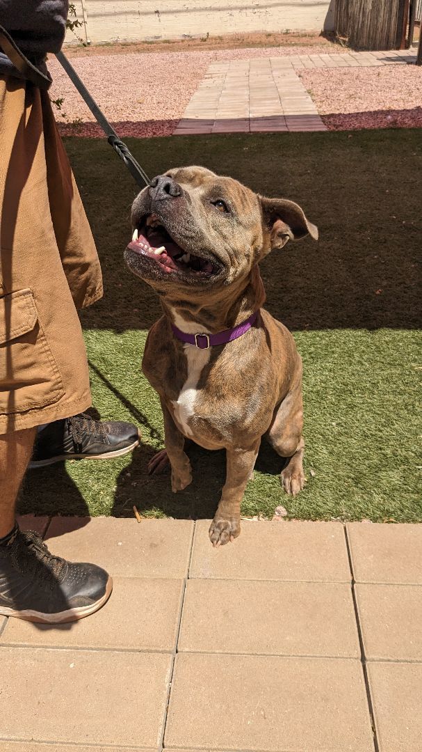 Titus, an adoptable Pit Bull Terrier in Payson, AZ, 85541 | Photo Image 6