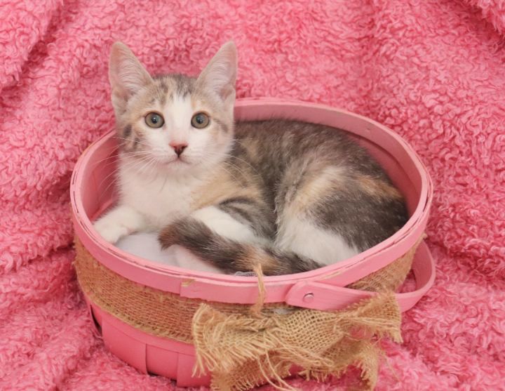 Vivian, an adoptable Dilute Calico Mix in Saint Augustine, FL_image-1