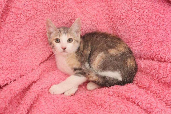 Vivian, an adoptable Dilute Calico Mix in Saint Augustine, FL_image-3