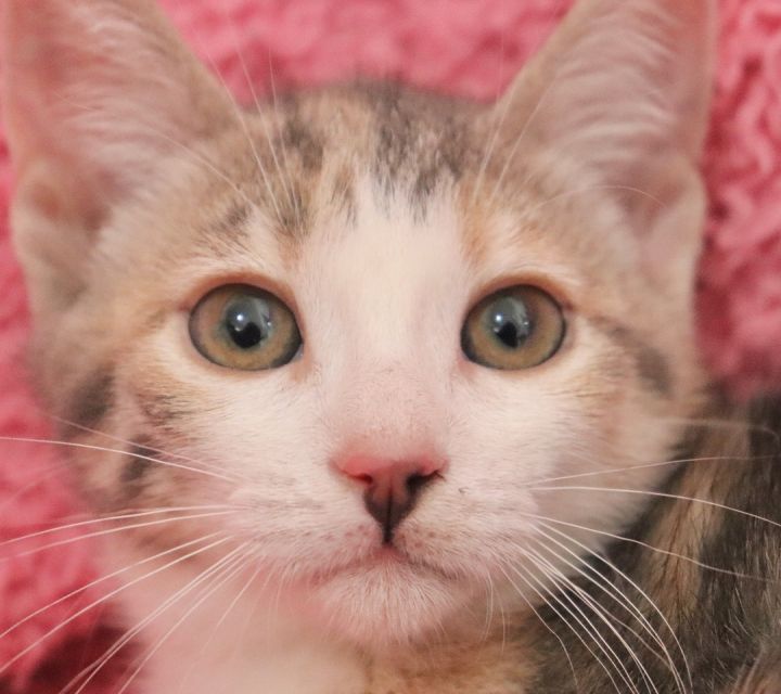 Vivian, an adoptable Dilute Calico Mix in Saint Augustine, FL_image-4