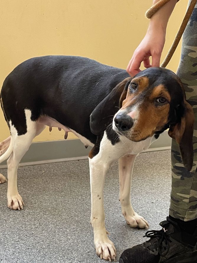 6 month old hot sale treeing walker coonhound