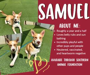 Samuel is a 50 lb approximately 1 yr old Husky mix that was dumped off at Coliseum Square park He