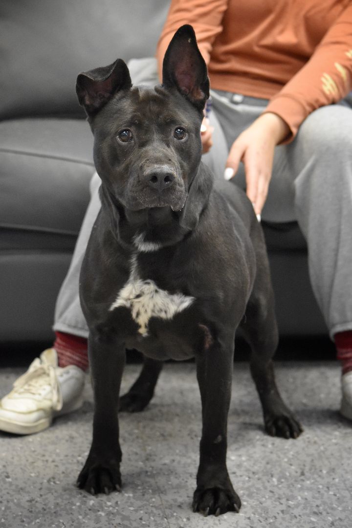Ozzy, an adoptable Boxer in Vaudreuil-Dorion, QC, J7V 8P2 | Photo Image 4