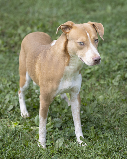 Weimaraner cross best sale ridgeback puppies sale