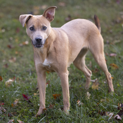 Rhodesian hot sale ridgeback weimaraner