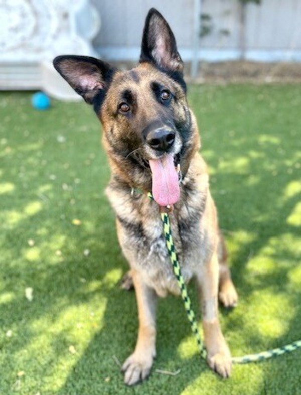 *Alexia*, an adoptable German Shepherd Dog in Salt Lake City, UT, 84123 | Photo Image 1