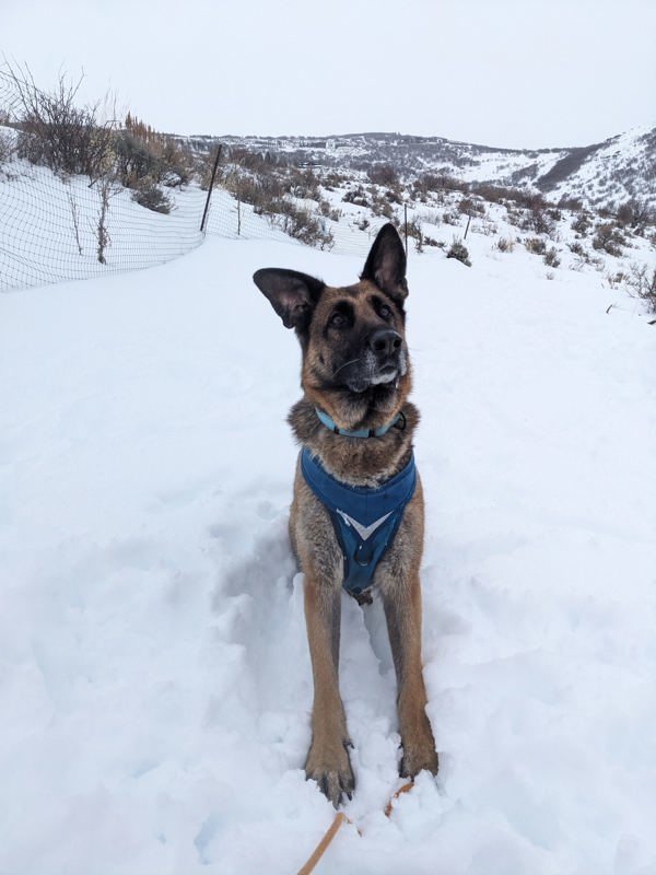 *Alexia*, an adoptable German Shepherd Dog in Salt Lake City, UT, 84123 | Photo Image 2