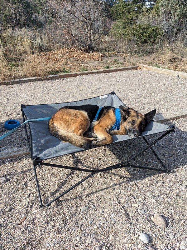 *Alexia*, an adoptable German Shepherd Dog in Salt Lake City, UT, 84123 | Photo Image 4