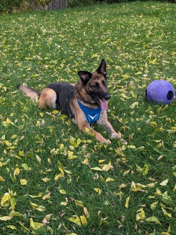 *Alexia*, an adoptable German Shepherd Dog in Salt Lake City, UT, 84123 | Photo Image 5