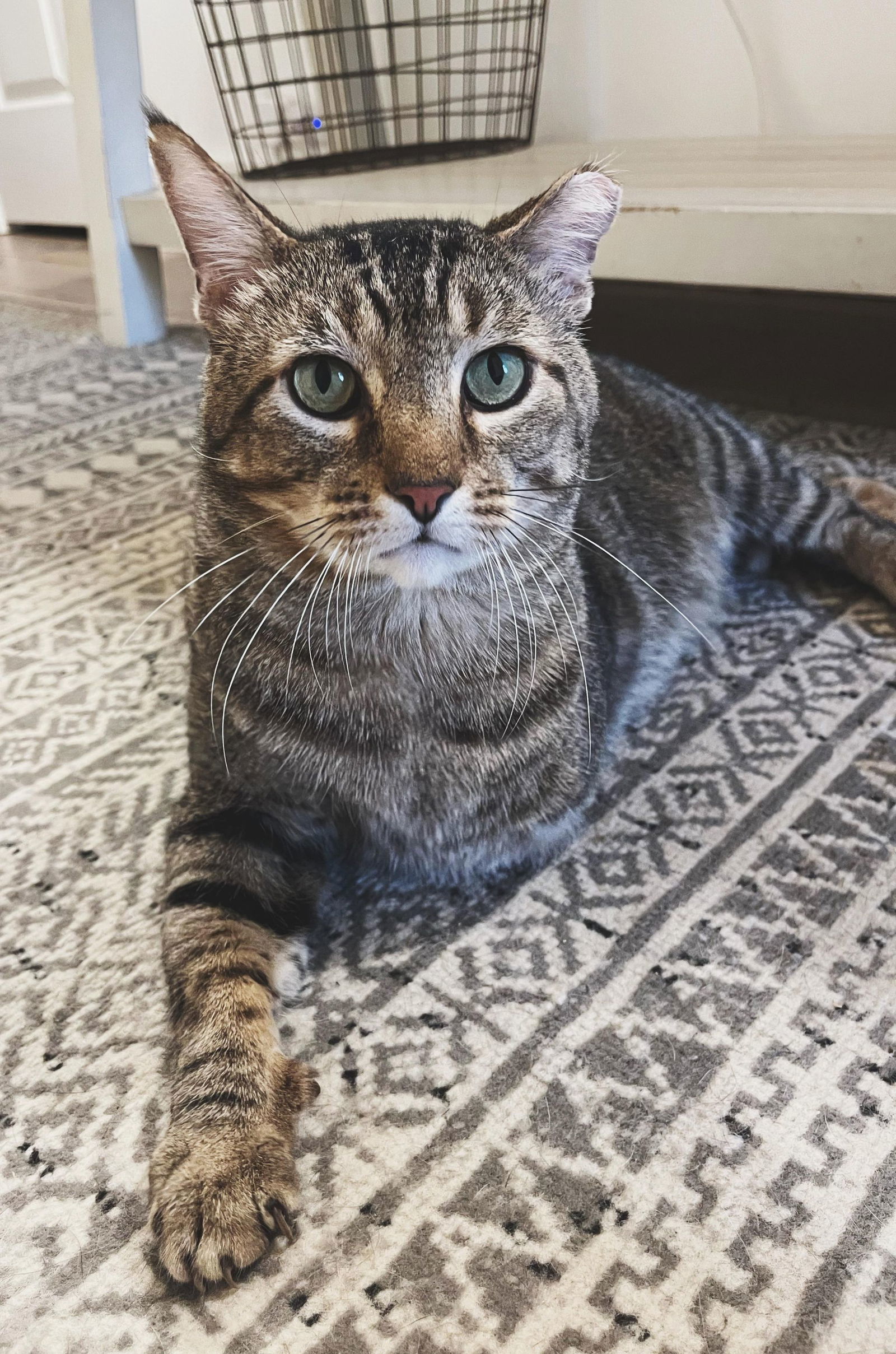 Goose, an adoptable Domestic Short Hair, Tabby in Southaven, MS, 38672 | Photo Image 1