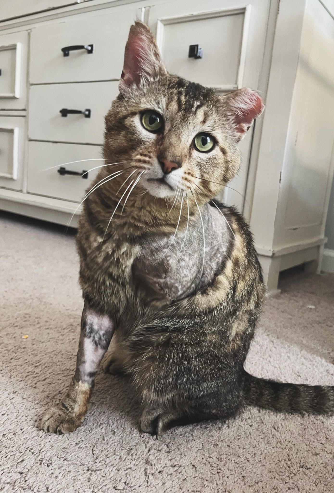 Goose, an adoptable Domestic Short Hair, Tabby in Southaven, MS, 38672 | Photo Image 2