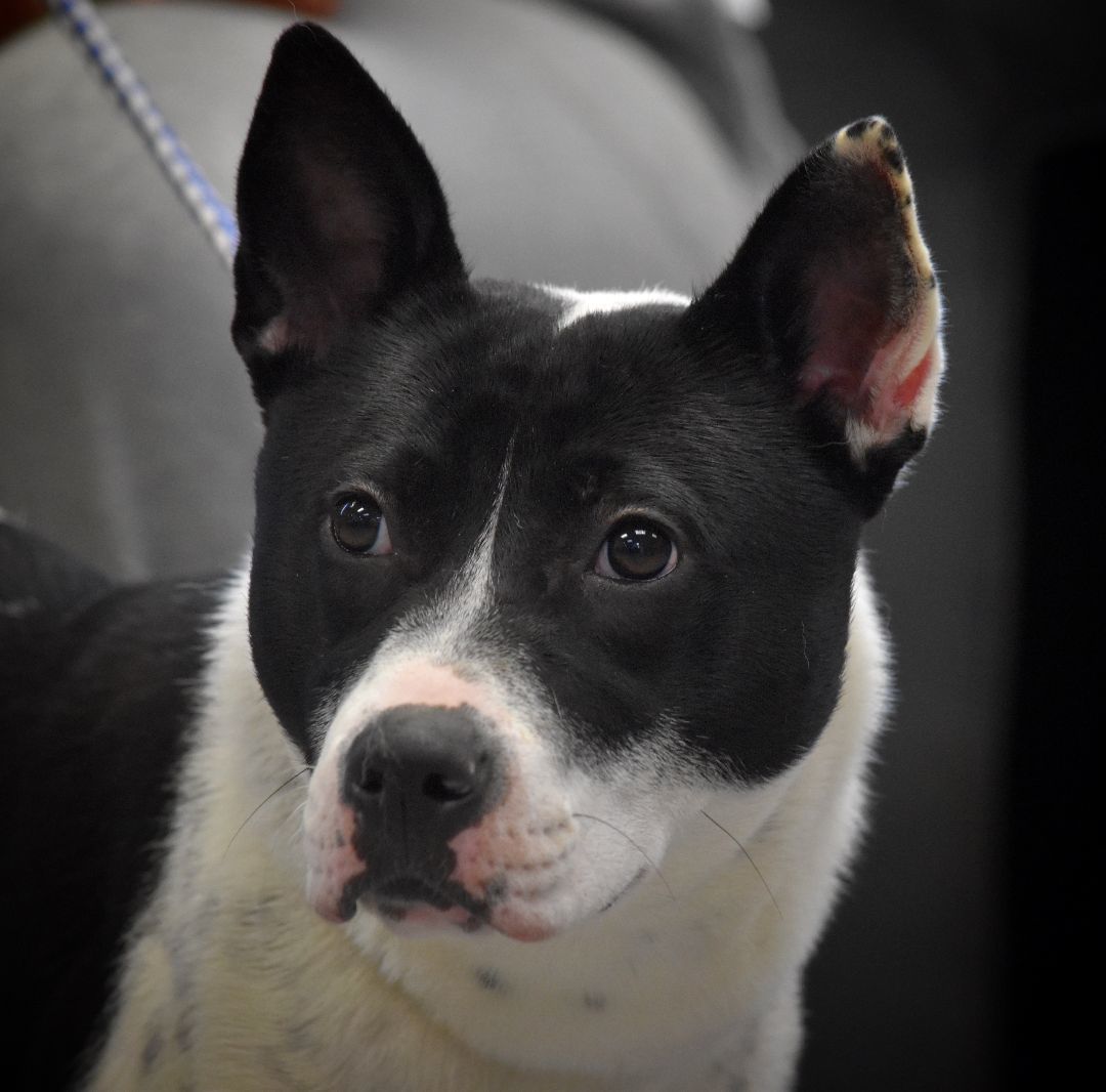 Zippy, an adoptable Fox Terrier in Vaudreuil-Dorion, QC, J7V 8P2 | Photo Image 5
