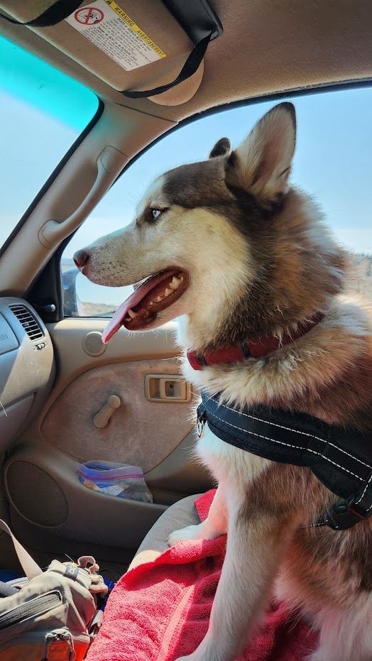 MAPLE, an adopted Husky Mix in Prineville, OR_image-6