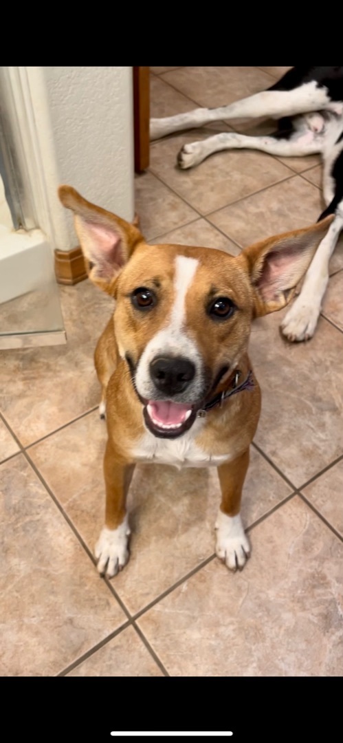 Maggie, an adoptable Carolina Dog, Cattle Dog in Flagstaff, AZ, 86001 | Photo Image 1
