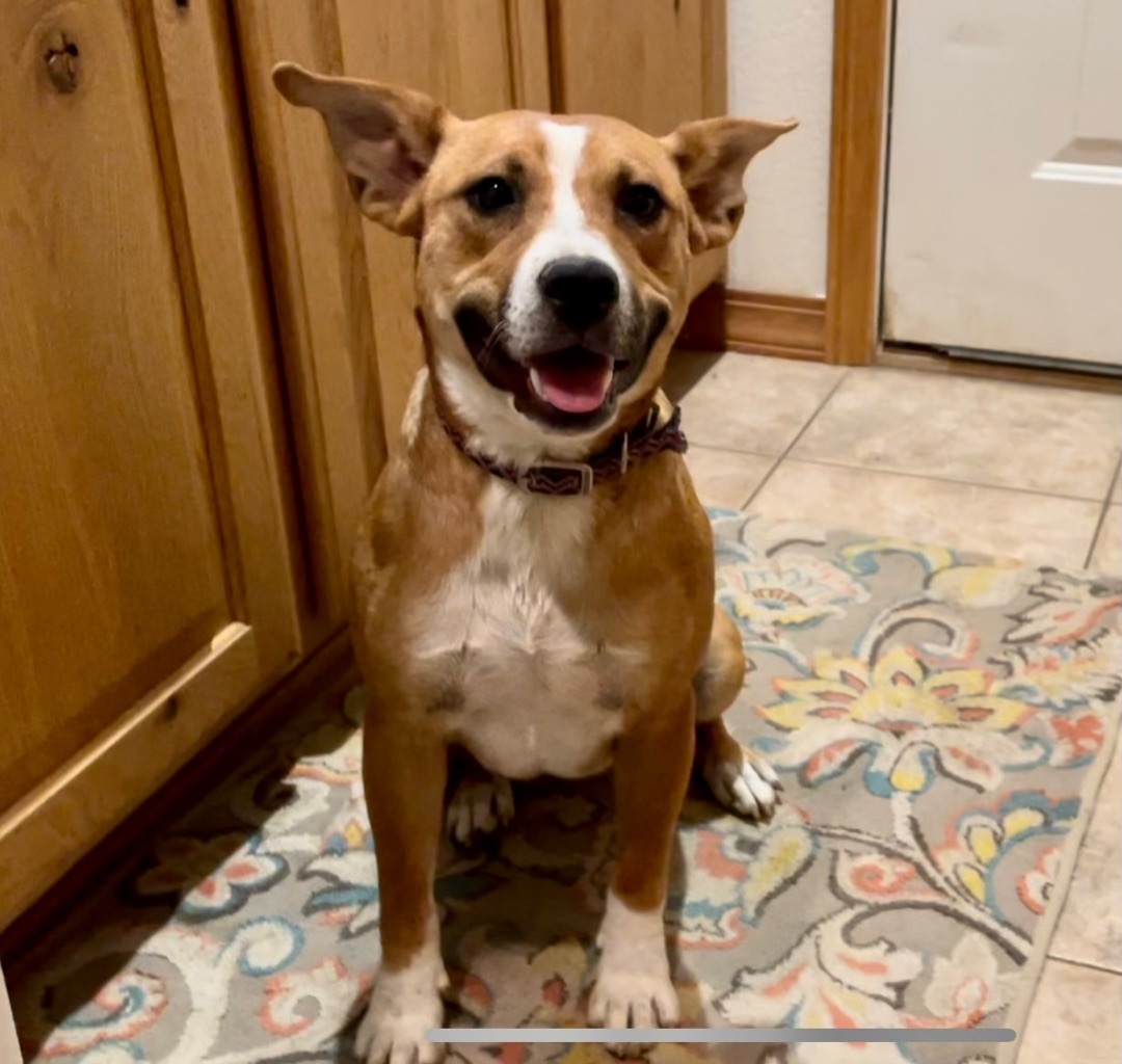 Maggie, an adoptable Carolina Dog, Cattle Dog in Flagstaff, AZ, 86001 | Photo Image 4